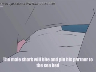 Shark Furry Porn Sex